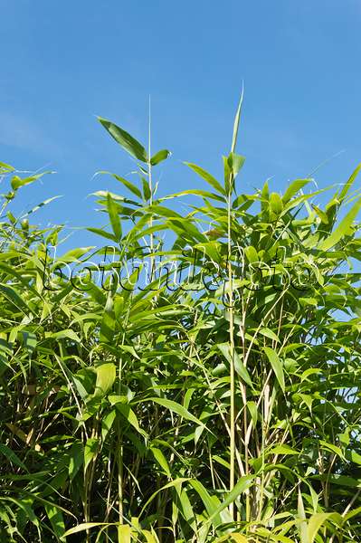 511185 - Arrow bamboo (Pseudosasa japonica syn. Arundinaria japonica)