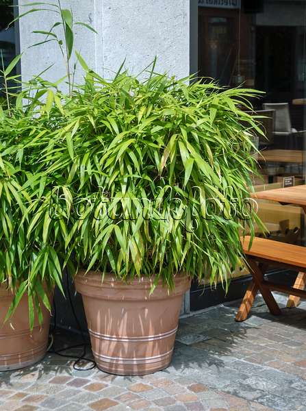517068 - Arrow bamboo (Pseudosasa japonica syn. Arundinaria japonica)