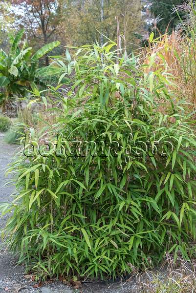 638215 - Arrow bamboo (Pseudosasa japonica syn. Arundinaria japonica)