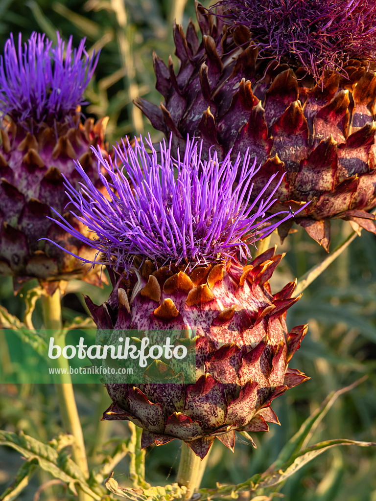 462180 - Artichoke (Cynara cardunculus syn. Cynara scolymus)