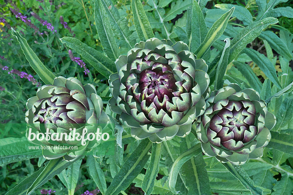 608095 - Artichoke (Cynara cardunculus syn. Cynara scolymus)