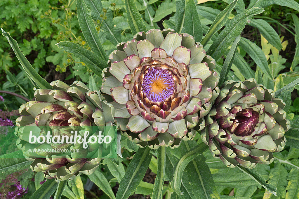 608097 - Artichoke (Cynara cardunculus syn. Cynara scolymus)