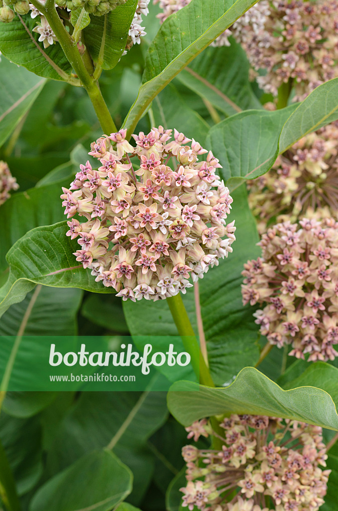 497116 - Asclépiade de Syrie (Asclepias syriaca)