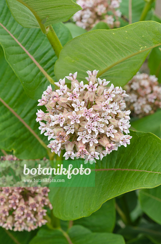 497117 - Asclépiade de Syrie (Asclepias syriaca)