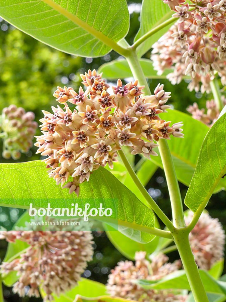 427015 - Asclépiade rouge (Asclepias incarnata)