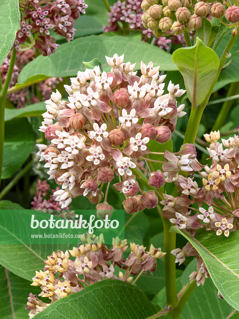 427060 - Asclépiade rouge (Asclepias incarnata)