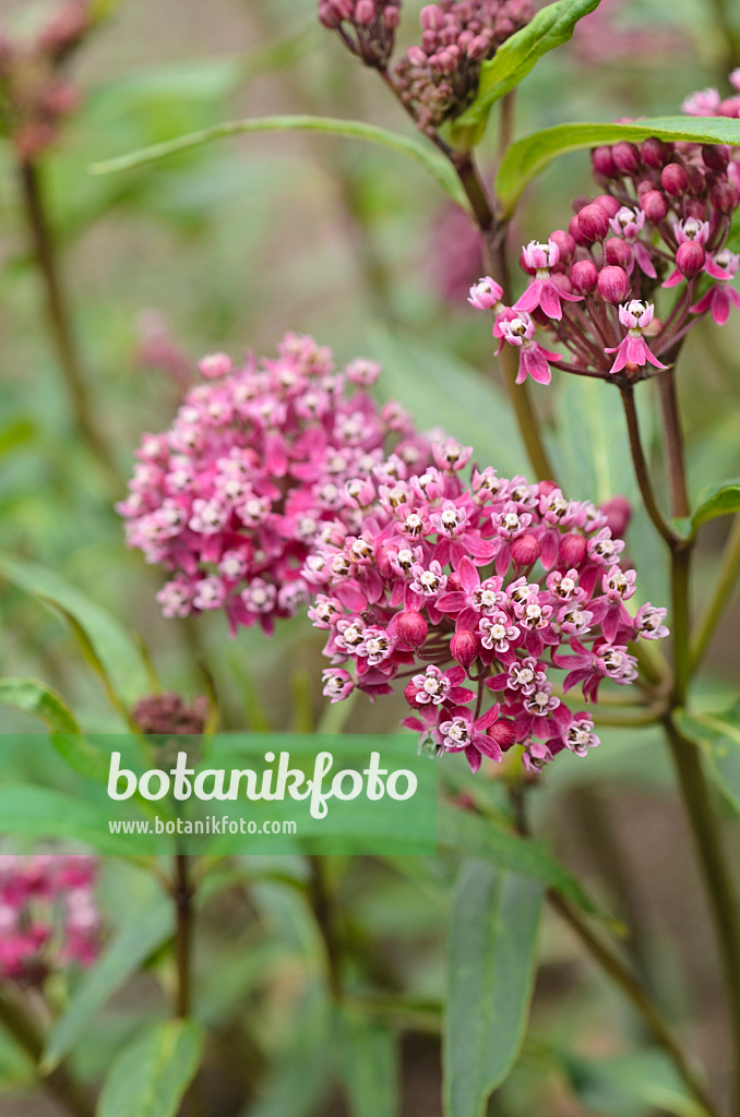 497112 - Asclépiade rouge (Asclepias incarnata)