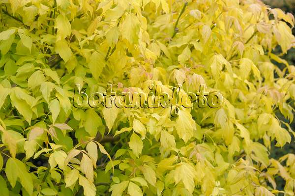 517137 - Ash-leaved maple (Acer negundo 'Odessanum')
