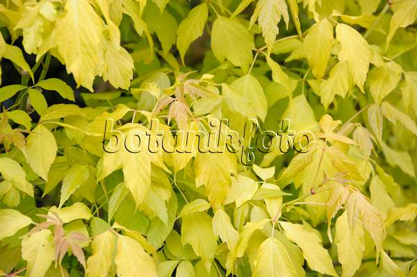517138 - Ash-leaved maple (Acer negundo 'Odessanum')
