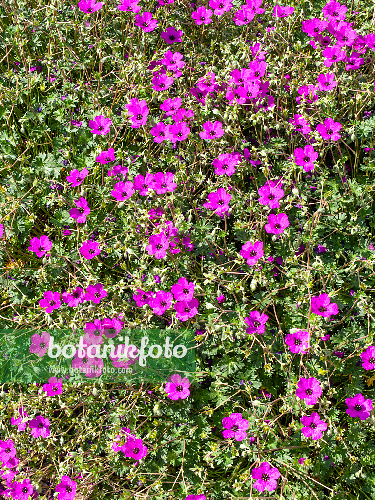 460129 - Ashy cranesbill (Geranium cinereum 'Guiseppii')