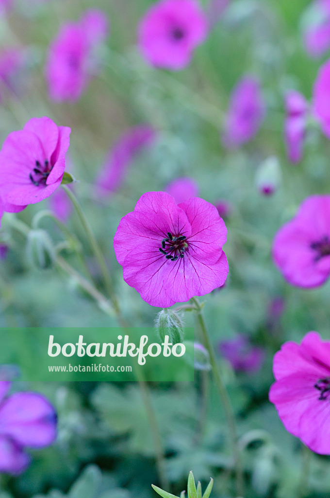 472006 - Ashy cranesbill (Geranium cinereum subsp. subcaulescens syn. Geranium subcaulescens)