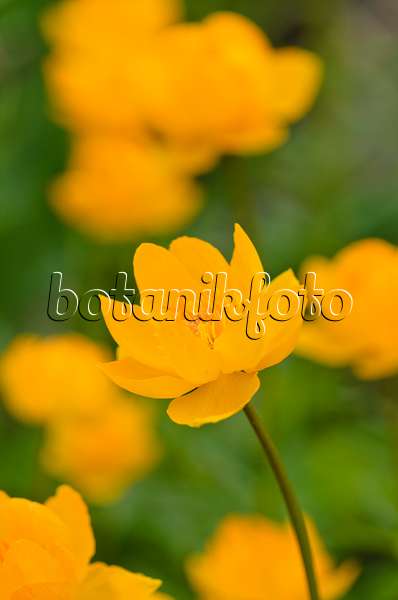 520187 - Asian globeflower (Trollius asiaticus)