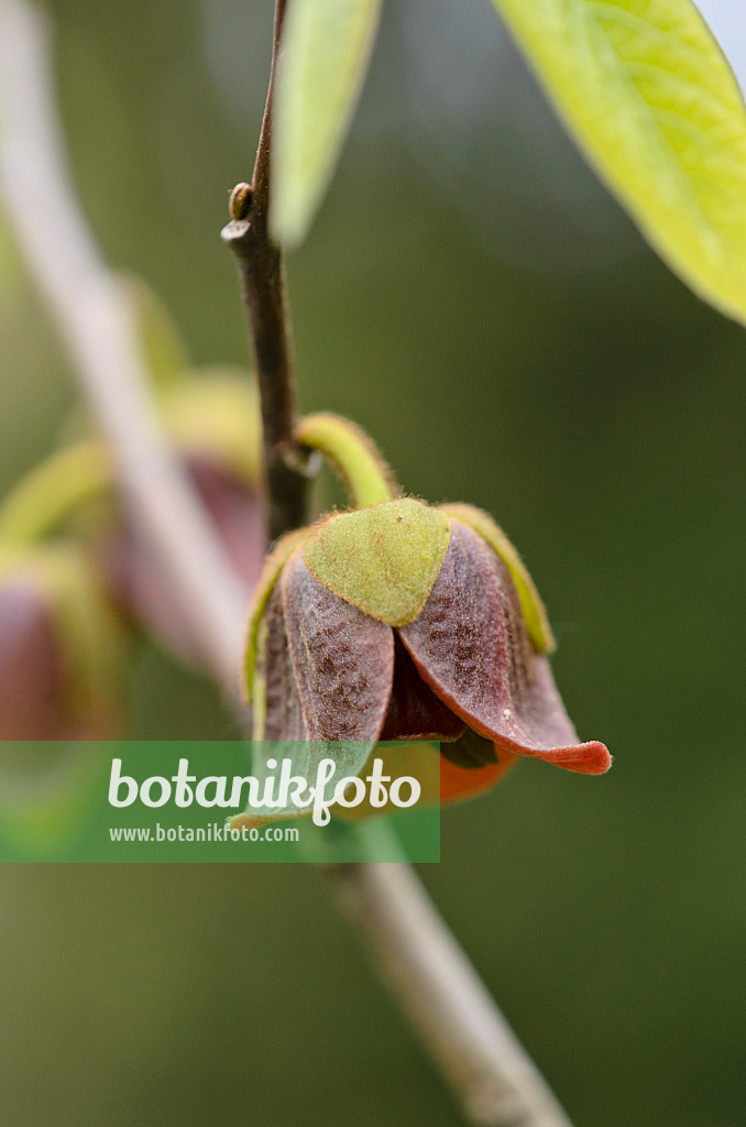 533002 - Asiminier trilobé (Asimina triloba)