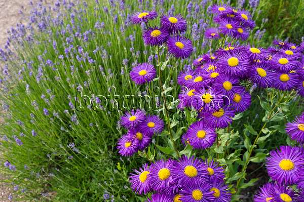 509125 - Aspen fleabane (Erigeron speciosus 'Dominator') and common lavender (Lavandula angustifolia)