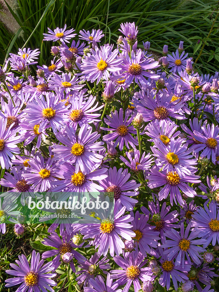 416084 - Aster (Aster amellus 'Blütenreigen')