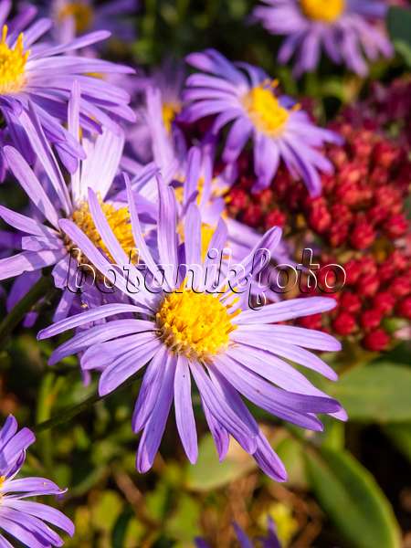 429069 - Aster (Aster amellus 'Danzig')