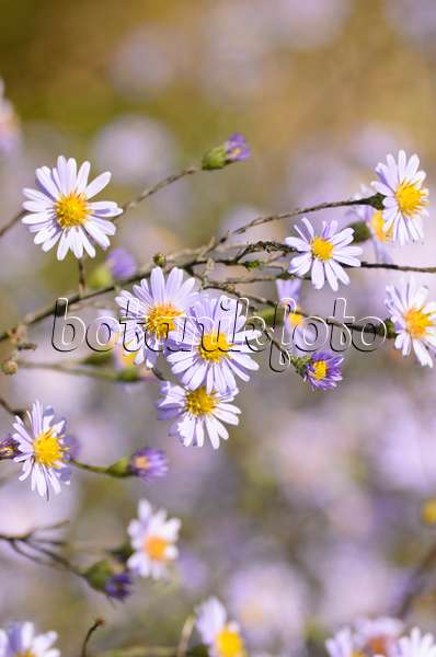 501078 - Aster (Aster laevis)