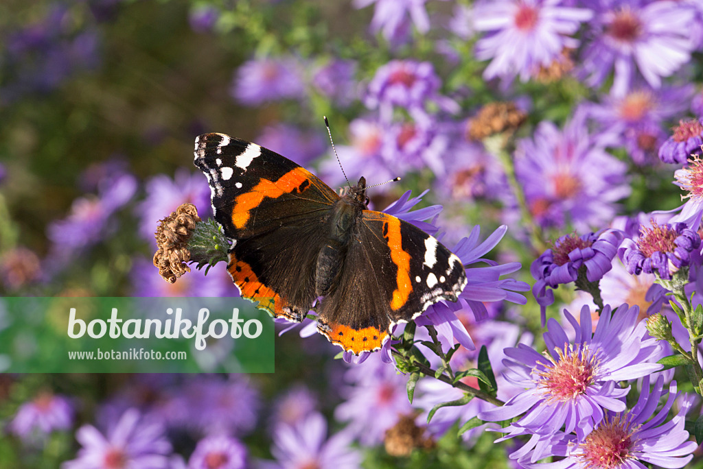 609049 - Aster (Aster) and red admiral (Vanessa atalanta)