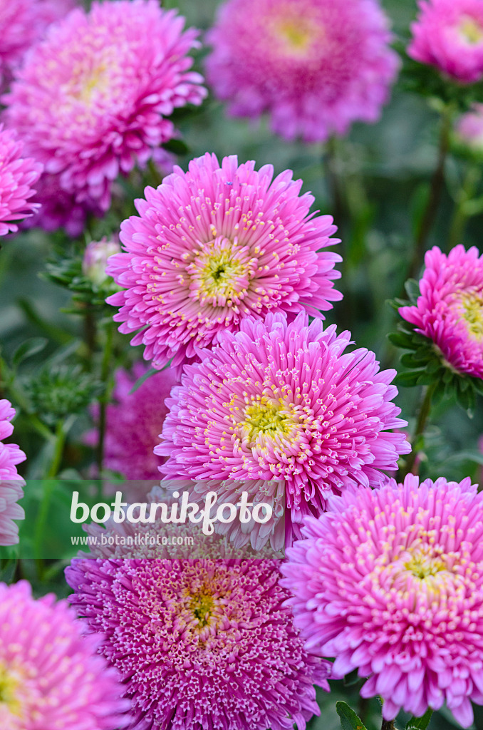 535076 - Aster de Chine (Callistephus chinensis 'Matsumoto Pink')