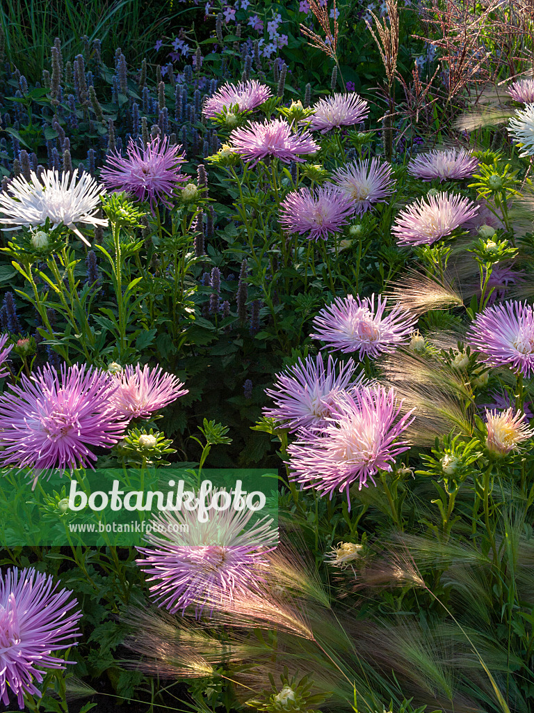 404060 - Aster de Chine (Callistephus chinensis 'Tristan')