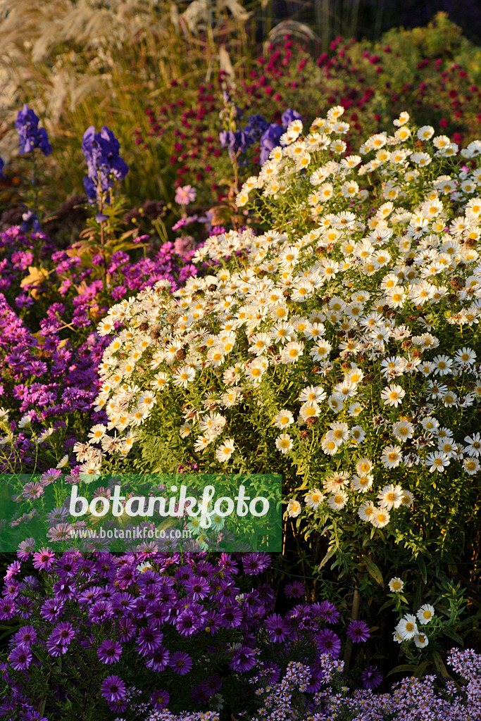 489057 - Aster de Nouvelle-Angleterre (Aster novae-angliae 'Herbstschnee')