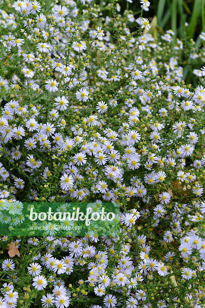 489049 - Aster éricoide (Aster ericoides 'Erlkönig')