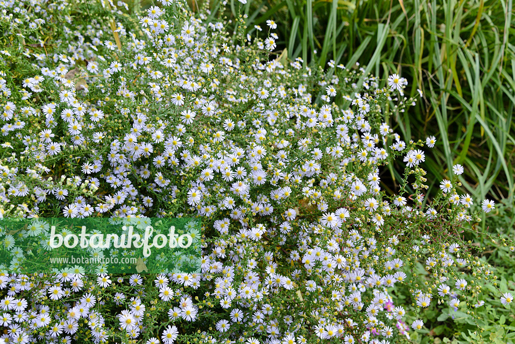 489050 - Aster éricoide (Aster ericoides 'Erlkönig')