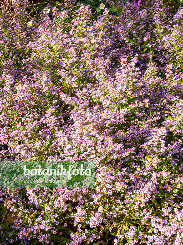 503007 - Aster éricoide (Aster ericoides 'Lovely' syn. Aster vimineus 'Lovely')