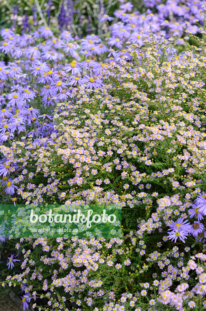 525152 - Aster éricoide (Aster ericoides 'Lovely' syn. Aster vimineus 'Lovely')