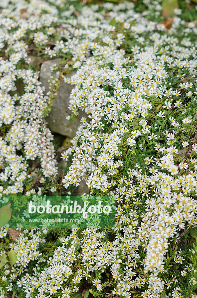 537026 - Aster éricoide (Aster ericoides 'Snowflurry')