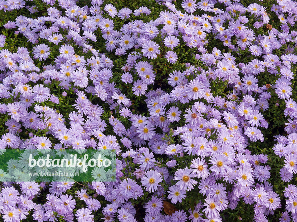 418052 - Aster nain d'automne (Aster dumosus)