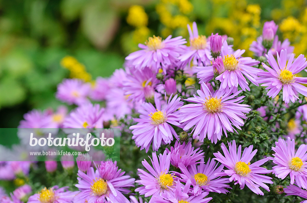 489117 - Aster nain d'automne (Aster dumosus 'Herbstgruss vom Bresserhof')