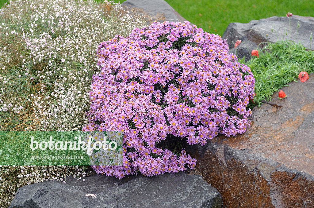 535385 - Aster nain d'automne (Aster dumosus 'Herbstgruss vom Bresserhof')