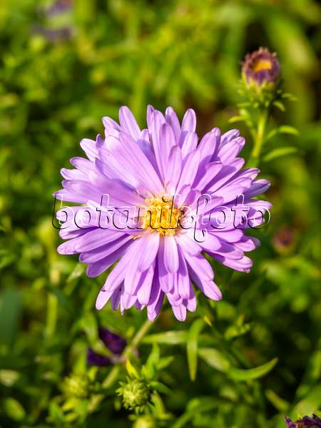 429068 - Aster nain d'automne (Aster dumosus 'Lady in Blue')
