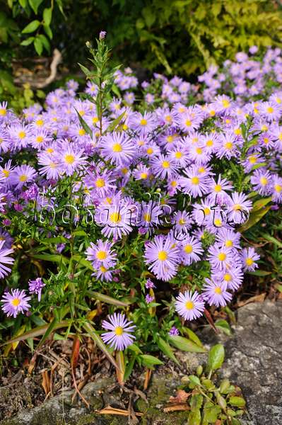 477041 - Aster nain d'automne (Aster dumosus 'Lady in Blue')