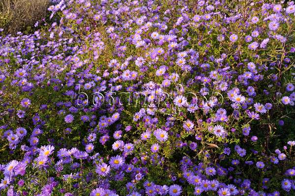 489033 - Aster nain d'automne (Aster dumosus 'Lady in Blue')