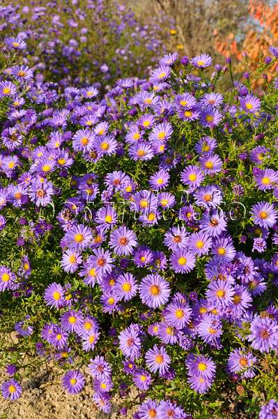 489034 - Aster nain d'automne (Aster dumosus 'Lady in Blue')