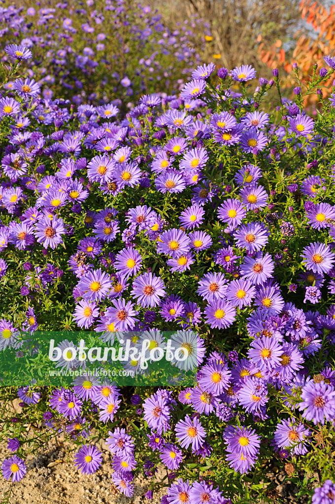 489034 - Aster nain d'automne (Aster dumosus 'Lady in Blue')