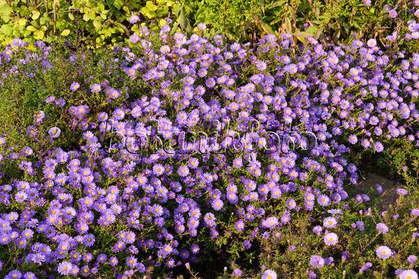 489035 - Aster nain d'automne (Aster dumosus 'Lady in Blue')