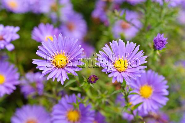 489042 - Aster nain d'automne (Aster dumosus 'Lady in Blue')