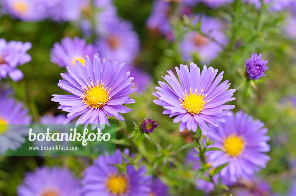 489042 - Aster nain d'automne (Aster dumosus 'Lady in Blue')