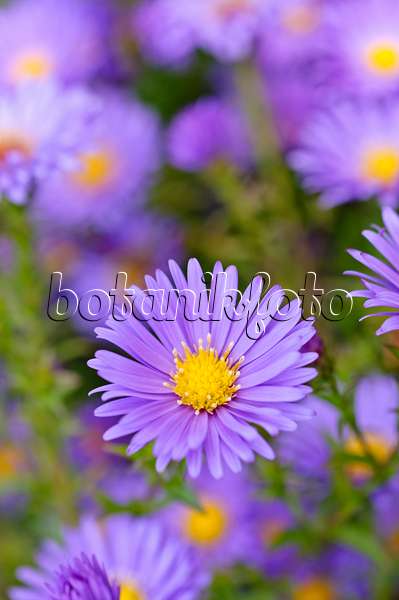 489043 - Aster nain d'automne (Aster dumosus 'Lady in Blue')