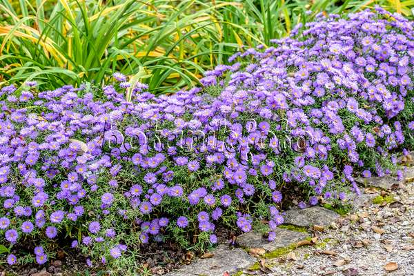 593032 - Aster nain d'automne (Aster dumosus 'Lady in Blue')