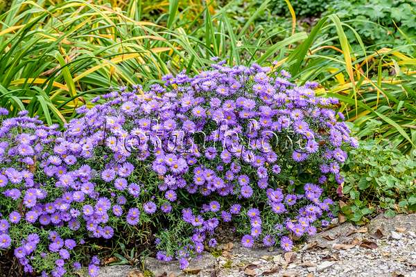 593033 - Aster nain d'automne (Aster dumosus 'Lady in Blue')