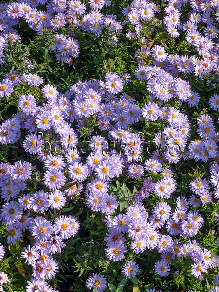 442094 - Aster nain d'automne (Aster dumosus 'Silberball')
