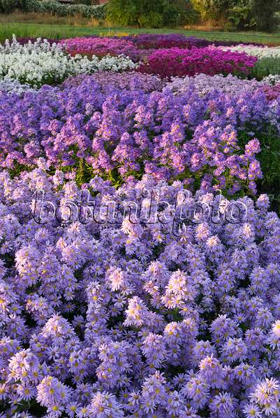 536213 - Asters (Aster)