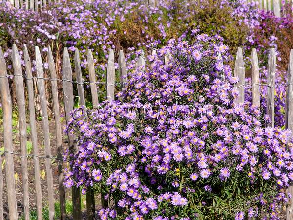 465160 - Asters (Aster) at a wooden fence
