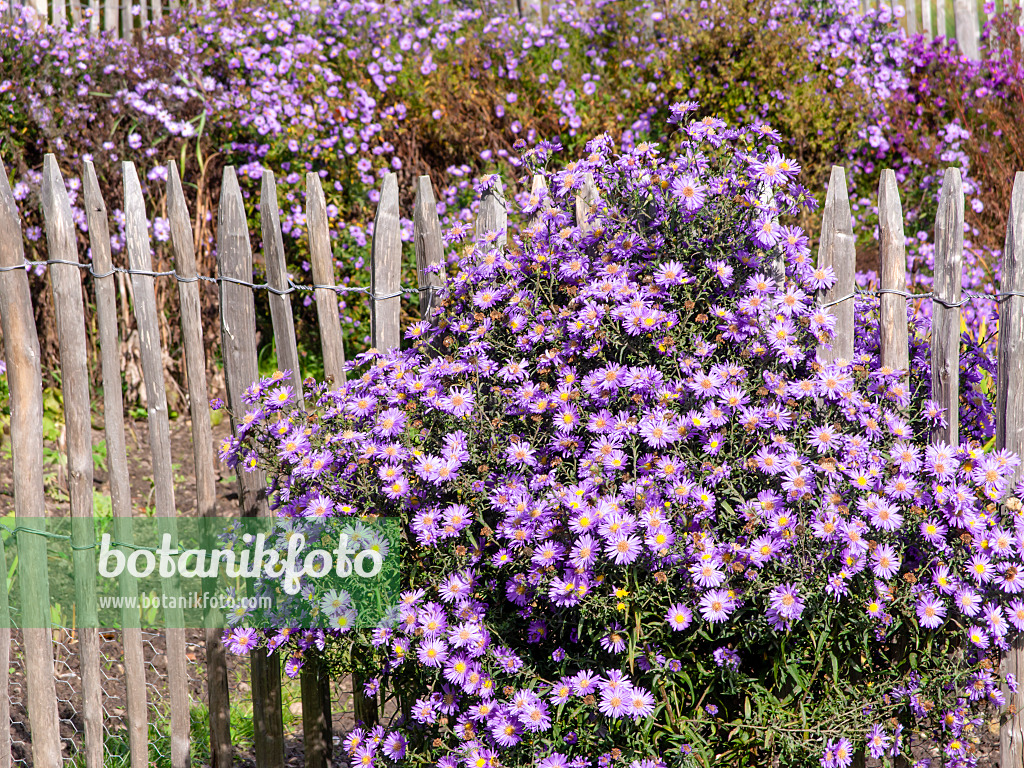 465160 - Asters (Aster) at a wooden fence