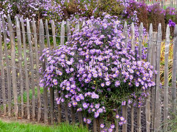 465173 - Asters (Aster) at a wooden fence