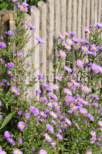 525074 - Asters (Aster) at a wooden fence